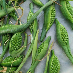 rhizoma arisaematis seeds 1kg