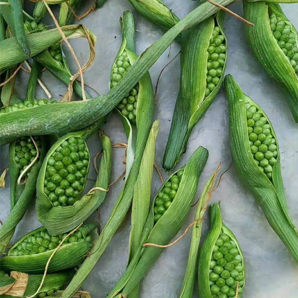 rhizoma arisaematis seeds 1kg