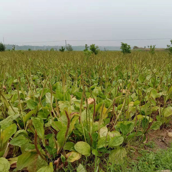 Plantain herb seeds/Plantago asiatica seeds 1kg