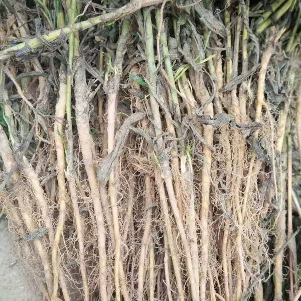 Bupleurum chinense seeds 1kg