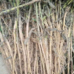 Bupleurum chinense seeds 1kg