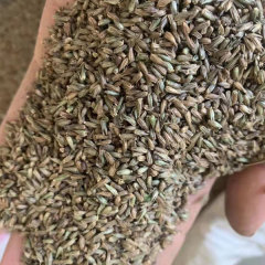 Achyranthes bidentata seeds 1kg