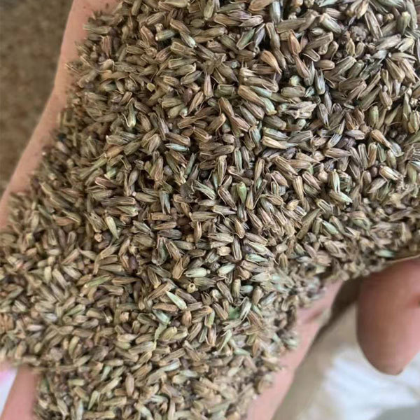 Achyranthes bidentata seeds 1kg