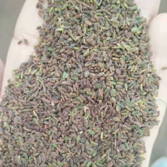 Bupleurum chinense seeds 1kg