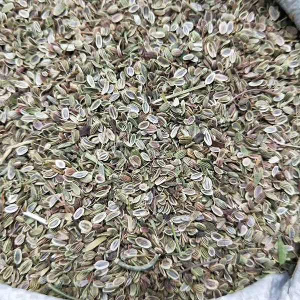 Saposhnikovia divaricata seeds 1kg