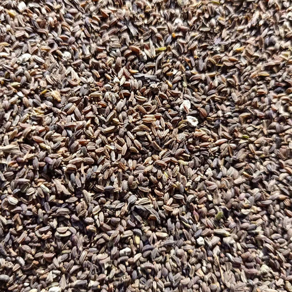 Bupleurum chinense seeds 1kg