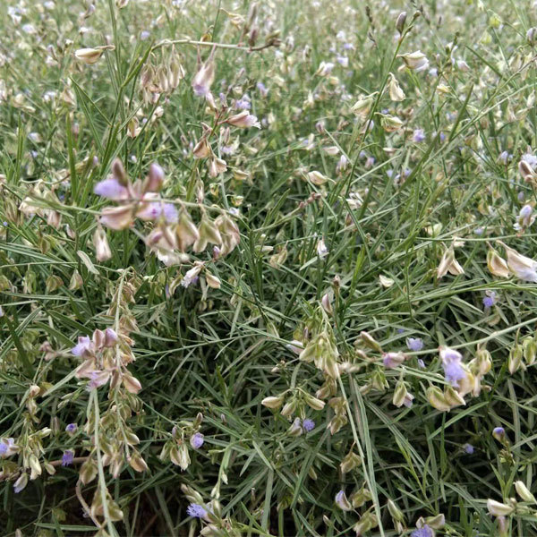 Polygala tenuifolia seeds 1kg