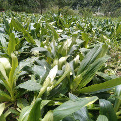 Gentiana macrophylla seeds 1kg