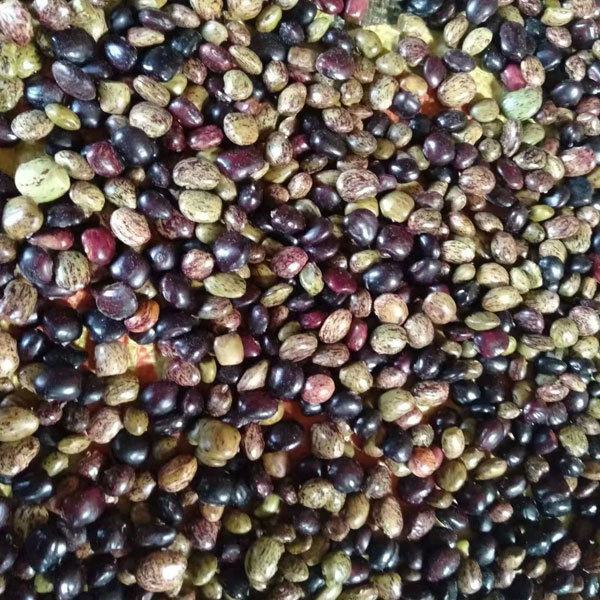 Millettia speciosa seeds 1kg