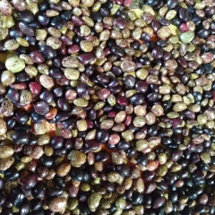 Millettia speciosa seeds 1kg