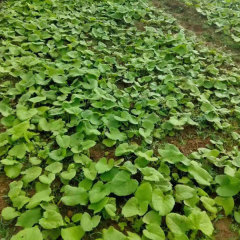 Aplotaxis auriculata seeds 1kg