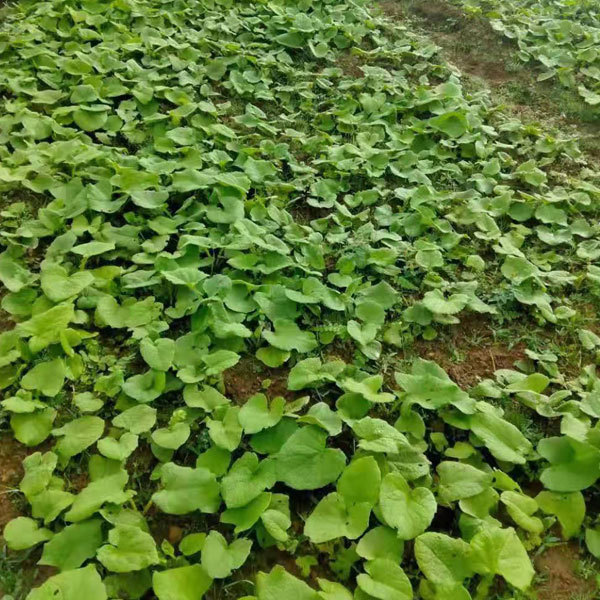 Aplotaxis auriculata seeds 1kg