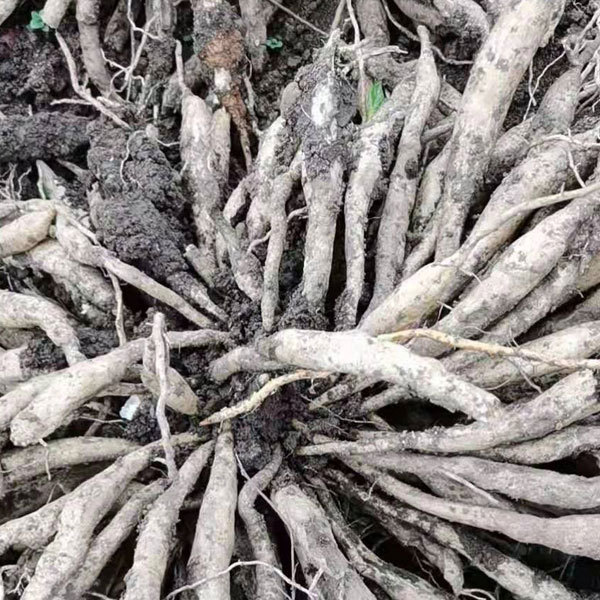 Stemona japonica seeds/radix stemonae seeds 1kg