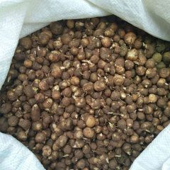 Pinellia ternata seeds 1kg
