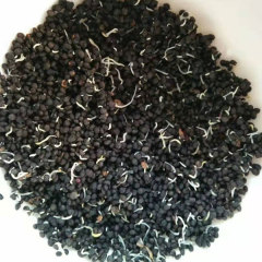 Pseudostellaria heterophylla seeds 1kg
