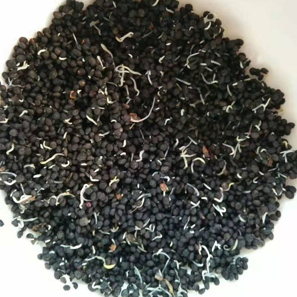Pseudostellaria heterophylla seeds 1kg