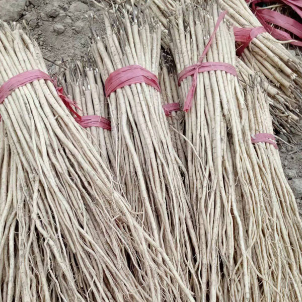 Astragalus membranaceus seeds 1kg