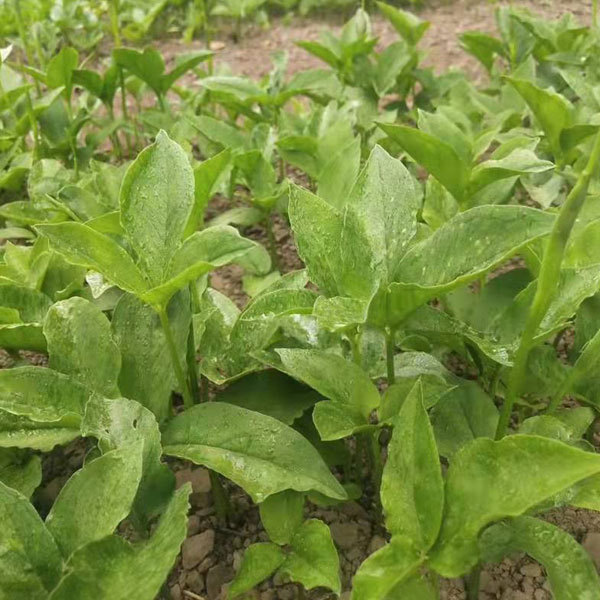 Pinellia ternata seeds 1kg