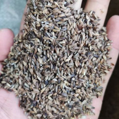 Dipsacus asper seeds 1kg