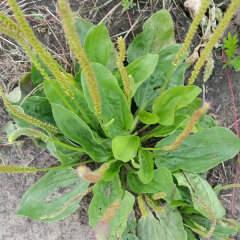 Plantain herb seeds/Plantago asiatica seeds 1kg