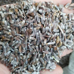 Atractylodes lancea seeds/rhizoma atractylodis seeds 1kg