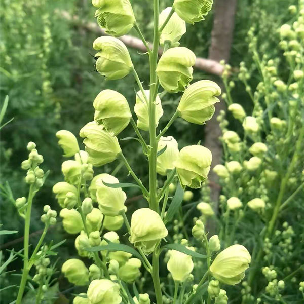 Aconitum coreanum seeds 1kg