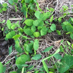 Stephania tetrandra seeds 1kg