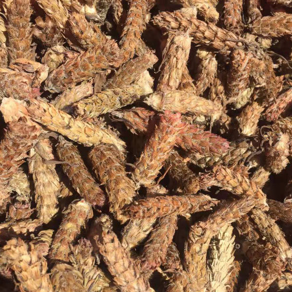 Prunella vulgaris seeds/self heal seeds 1kg