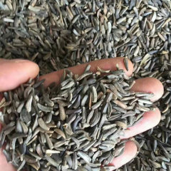 Aplotaxis auriculata seeds 1kg