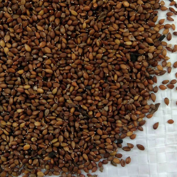 Prunella vulgaris seeds/self heal seeds 1kg