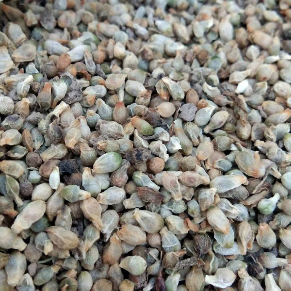 rhizoma arisaematis seeds 1kg
