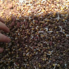 Polygonatum sibiricum seeds 1kg