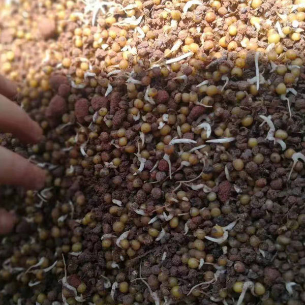 Polygonatum sibiricum seeds 1kg