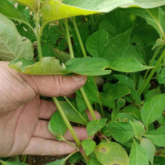 Achyranthes bidentata seeds 1kg