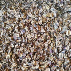 Rheum palmatum seeds 1kg