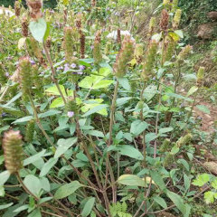 Prunella vulgaris seeds/self heal seeds 1kg