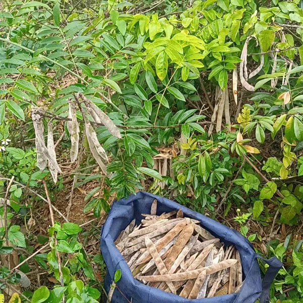 Millettia speciosa seeds 1kg