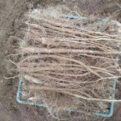 Aplotaxis auriculata seeds 1kg