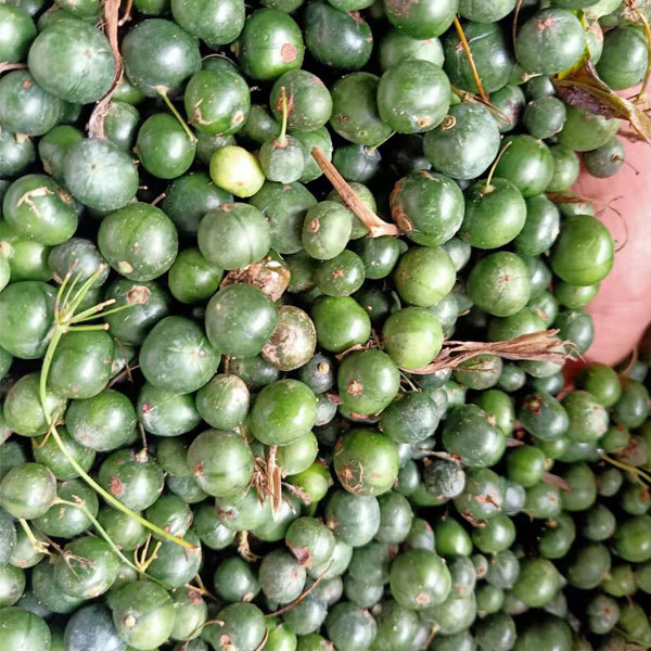 Polygonatum sibiricum seeds 1kg