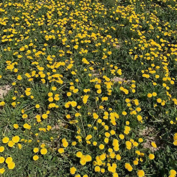 Dandelion seeds 1KG