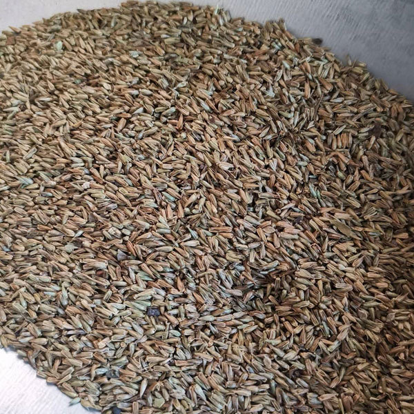 Achyranthes bidentata seeds 1kg