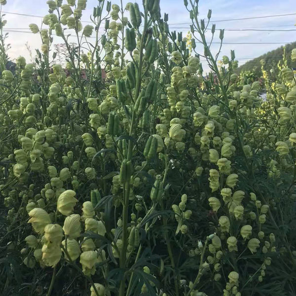 Aconitum coreanum seeds 1kg