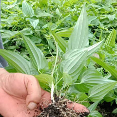 Stemona japonica seeds/radix stemonae seeds 1kg