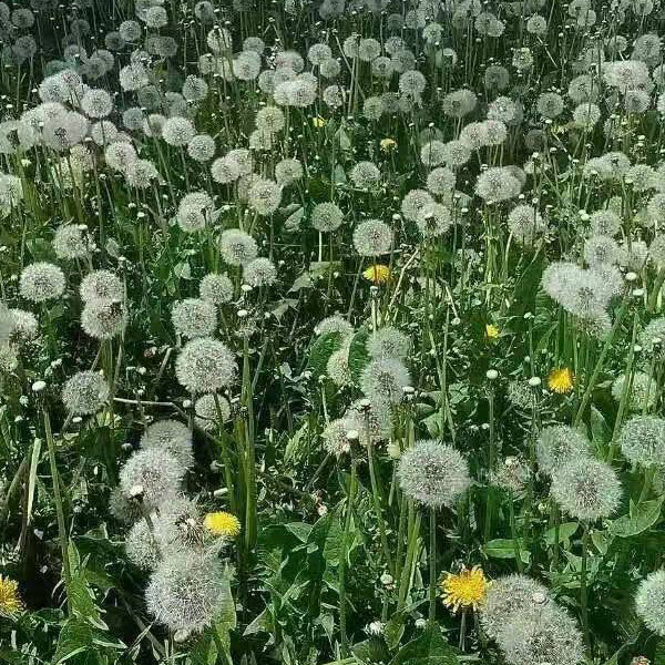 Dandelion seeds 1KG