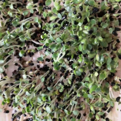 Scutellaria baicalensis seeds 1kg