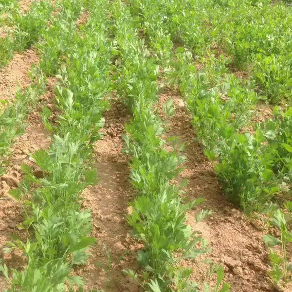 Saposhnikovia divaricata seeds 1kg