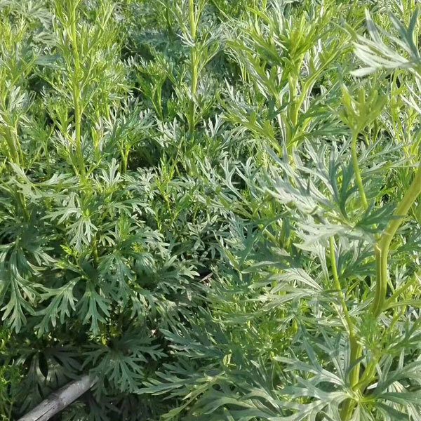 Aconitum coreanum seeds 1kg