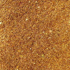 Prunella vulgaris seeds/self heal seeds 1kg