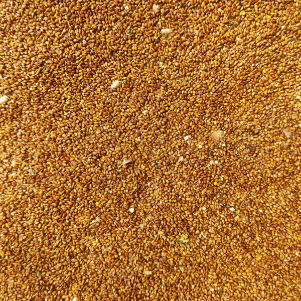 Prunella vulgaris seeds/self heal seeds 1kg