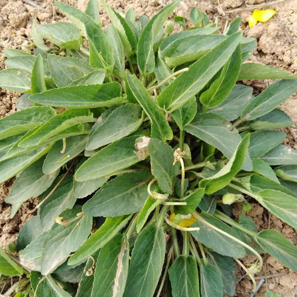 Viola philippica seeds 1kg